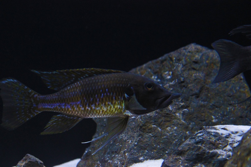 Gnathochromis permaxillaris 'Zambia'
